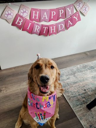 Lola wearing a pink birthday bandana and tiny party hat under a HAPPY BIRTHDAY banner