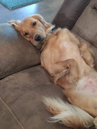 Lola sprawled belly-up on a brown leather couch, completely at home