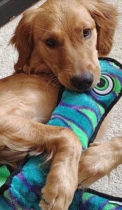 Lola hugging her favorite teal and purple squeaky toy on the carpet