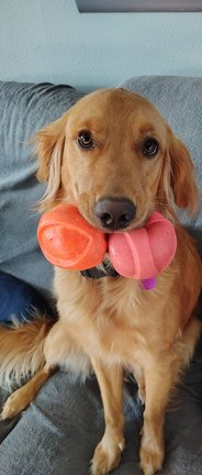 Lola sitting on a grey couch with two squeaky balls (orange and pink) stuffed proudly in her mouth