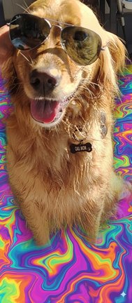 Lola in aviator sunglasses against a swirly rainbow background — full vacation mode
