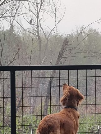 Lola on a deck, intently watching a small bird perched in a distant tree — she notices everything