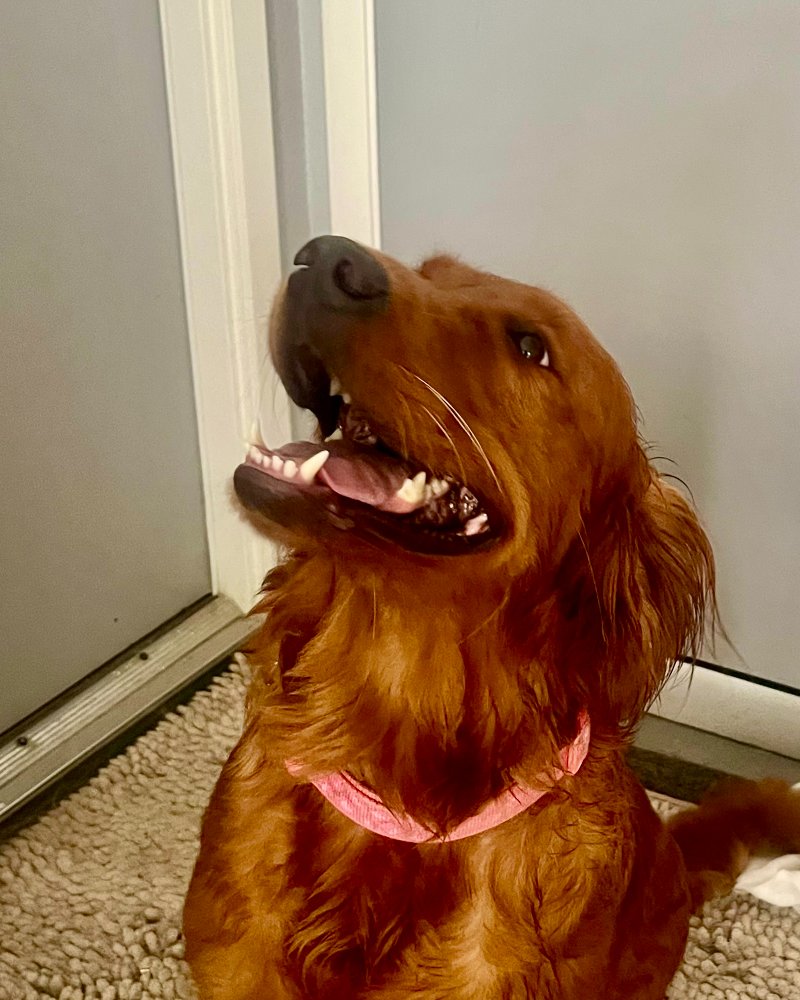 Rosie