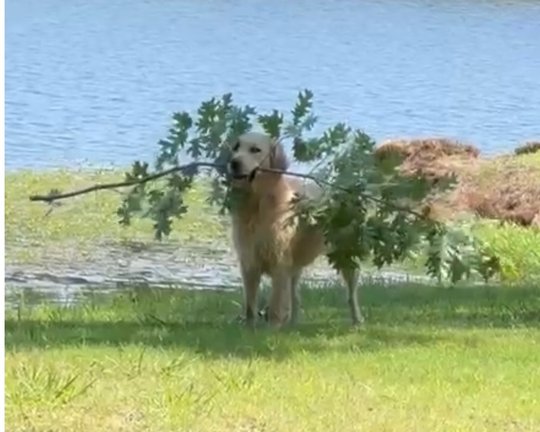 Stanly standing proudly by the lake with an absolutely enormous leafy branch in his mouth
