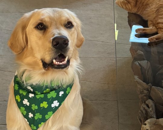 Stanly grinning in a shamrock bandana on St. Patrick’s Day, with his ginger cat sibling watching from a side table