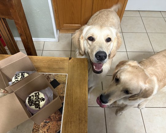 Two golden retrievers waiting eagerly at a kitchen table for their birthday cakes