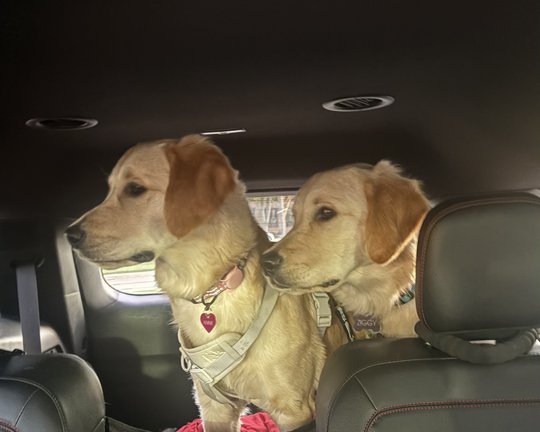 Annie and Ziggy sitting together in the back of the car, both watching out the window