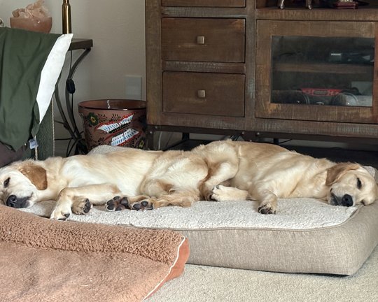 Ziggy and Annie napping back-to-back on a shared dog bed in a sunlit living room