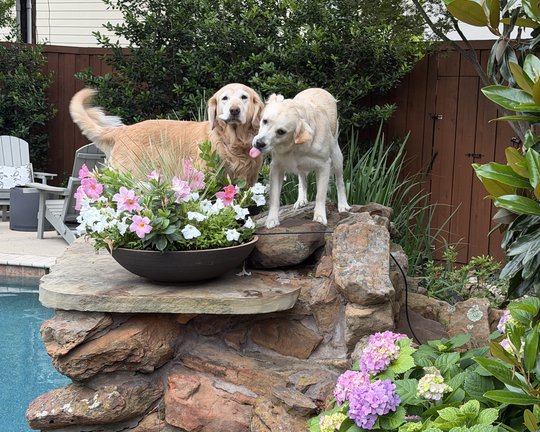 Two golden retrievers — one warm gold, one nearly white — perched together on the rock waterfall by the pool, framed by hydrangeas and petunias